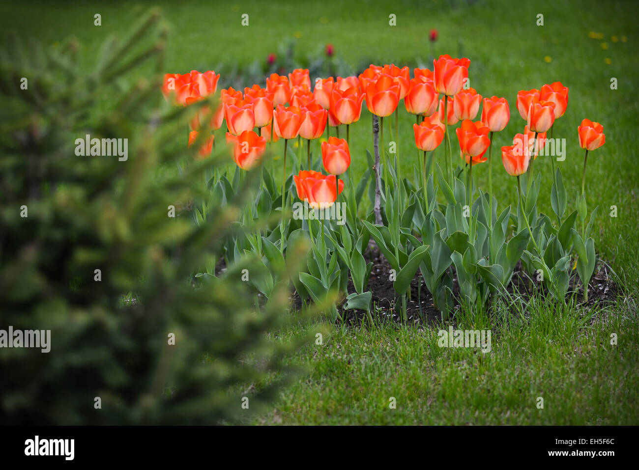Tulipani rossi in un caldo giorno di primavera Foto Stock