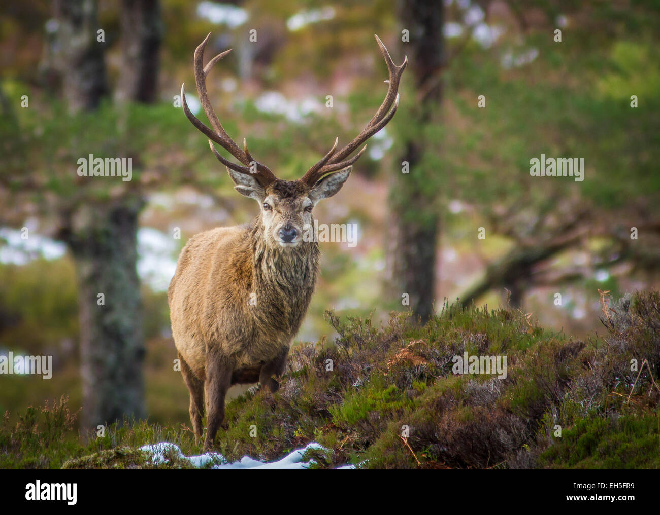 Wild Red Deer feste di addio al celibato in una foresta, Glen cannich, Scozia Foto Stock