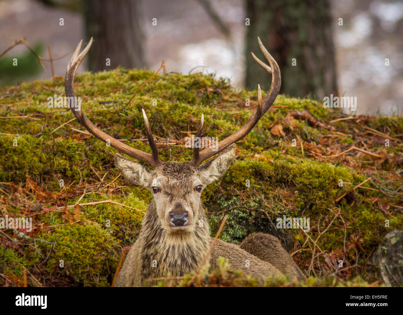 Wild Red Deer Stag sdraiato in una foresta, Glen Cannich, Scozia Foto Stock