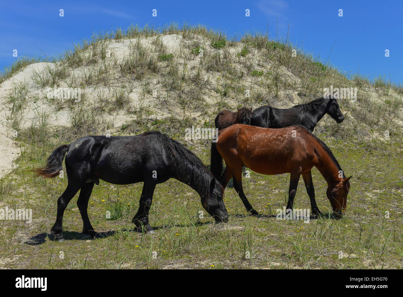 Lo spagnolo mustangs cavalli selvaggi sulle dune in Carolina del nord Foto Stock