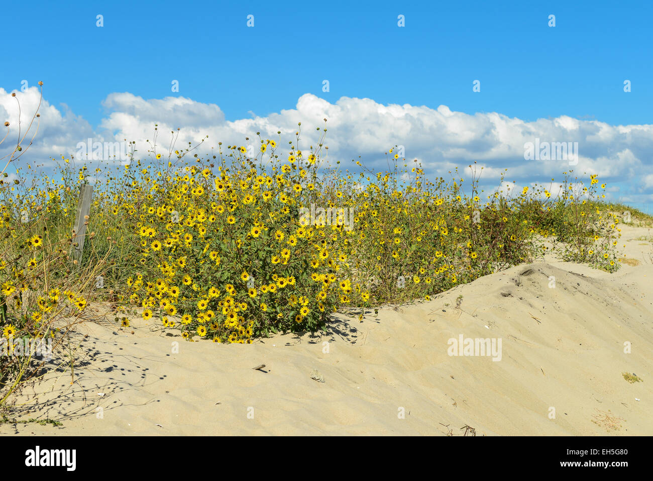 Fiori gialli su le dune della spiaggia Foto Stock