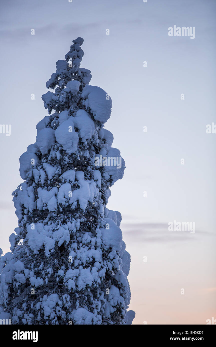 Congelati nevoso inverno scena della foresta Foto Stock