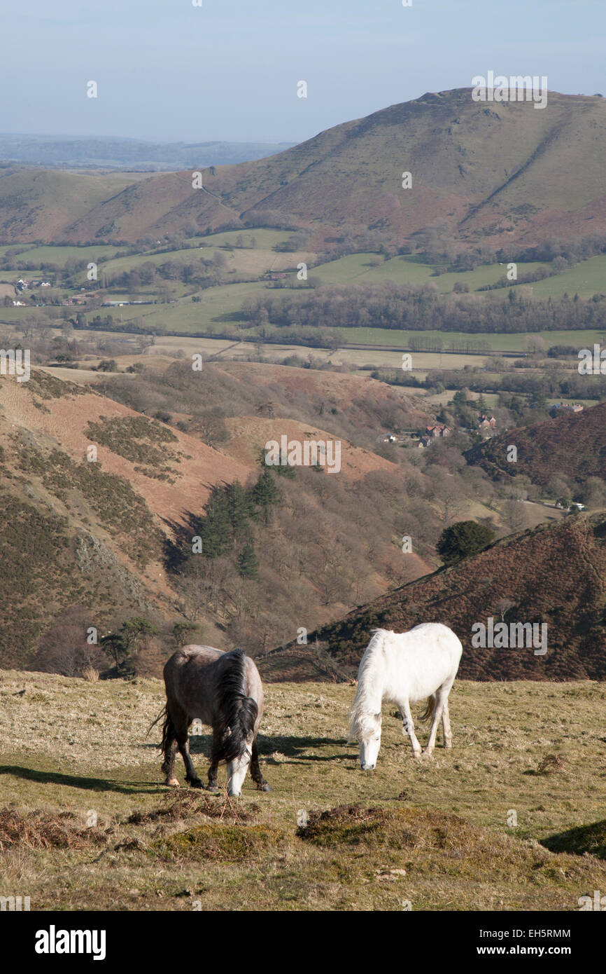 Pony selvatici sulla lunga Mynd, Shropshire, Inghilterra. Foto Stock