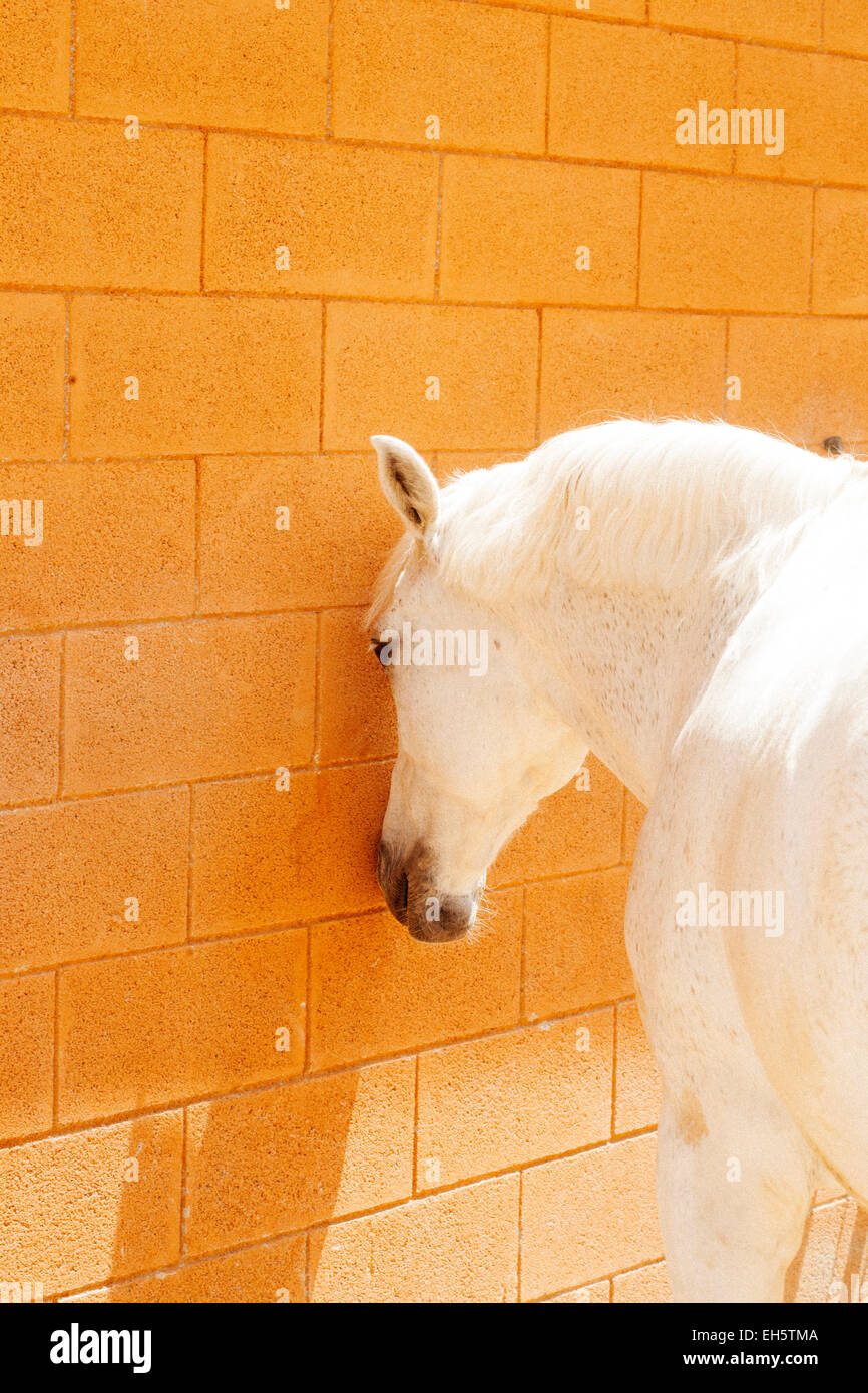 White Horse solo nella parte anteriore la parete arancione Foto Stock