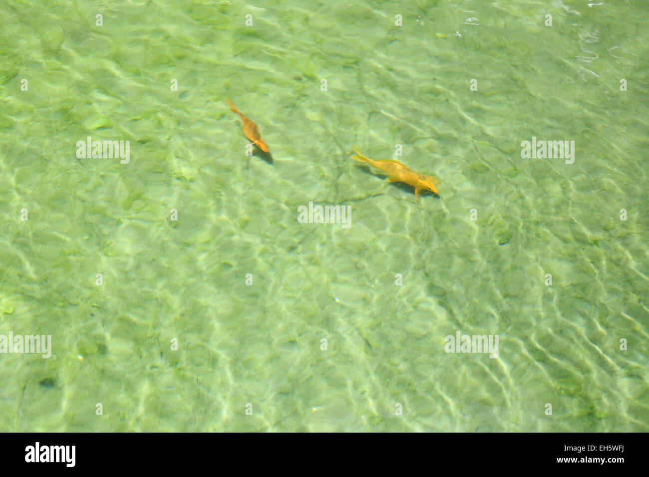 Carp i pesci sono i bagni in piscina. Foto Stock