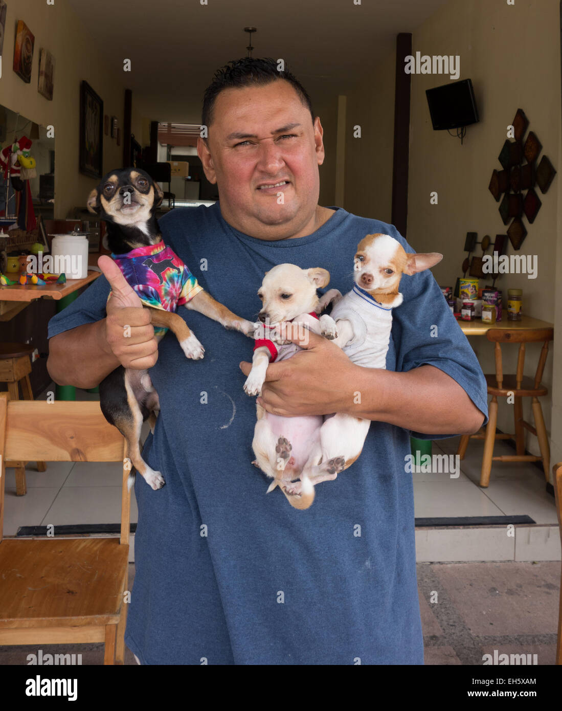 Uomo con Chihuahua cani a San Jose, Costa Rica Foto Stock