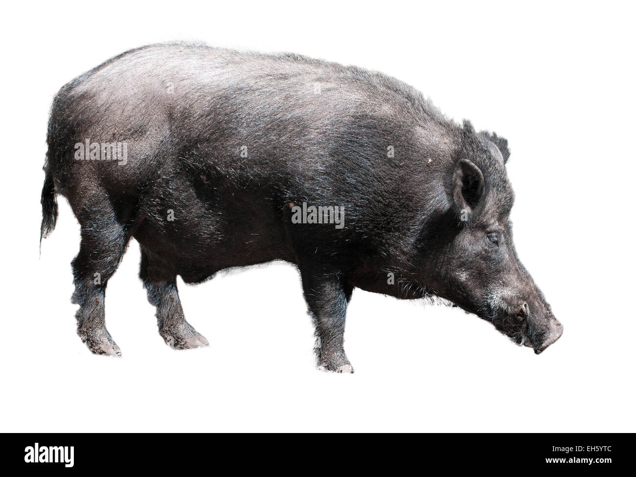 Il cinghiale su sfondo bianco Foto Stock