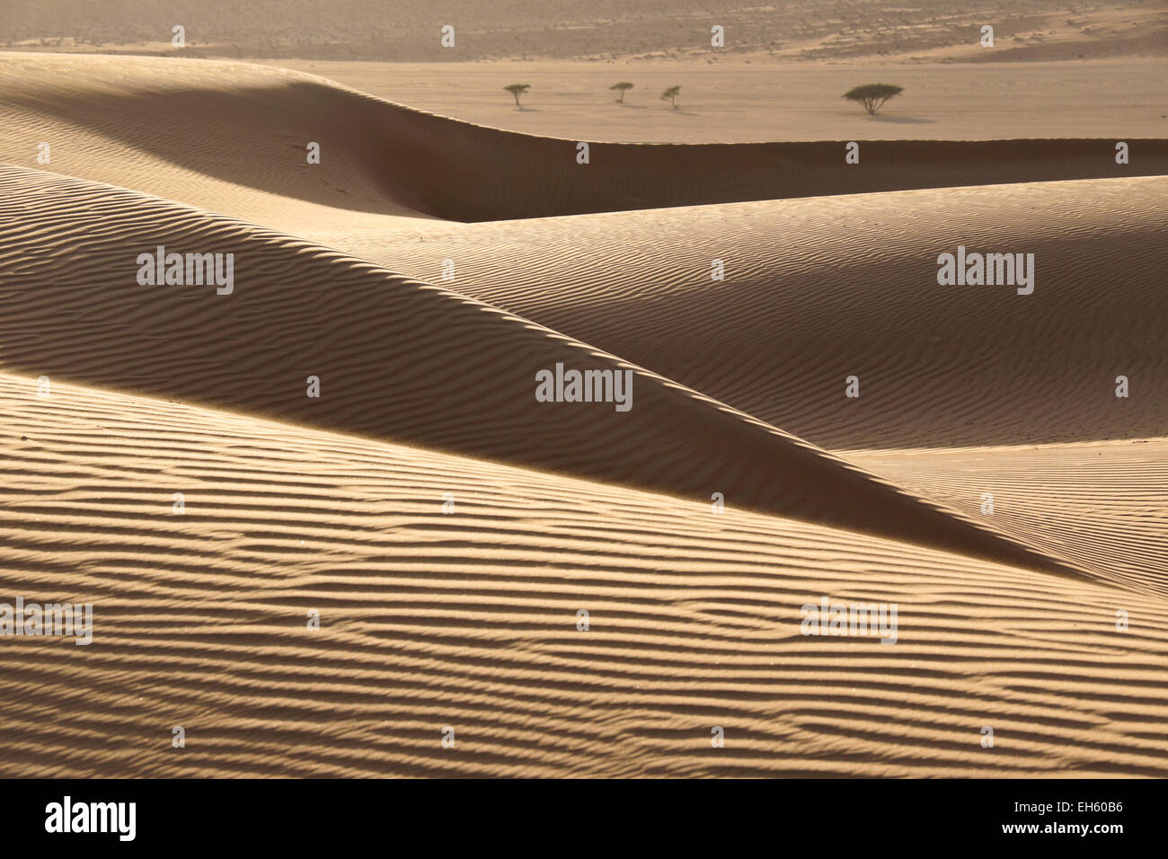 Sharqiya Sands (Wahiba Sands), Oman Foto Stock