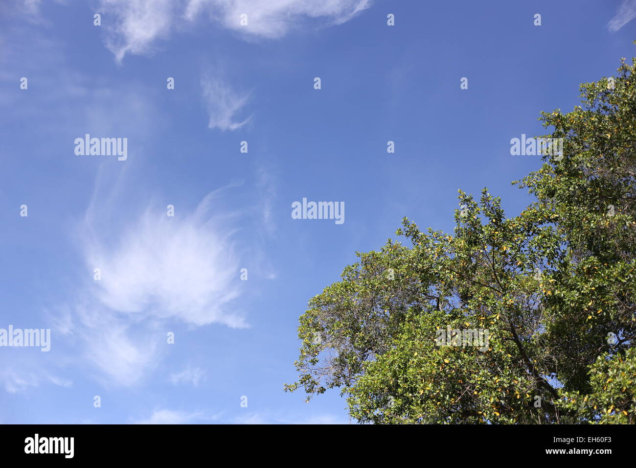 Messa a fuoco nel cielo blu di sfondo e i rami dell'albero. Foto Stock