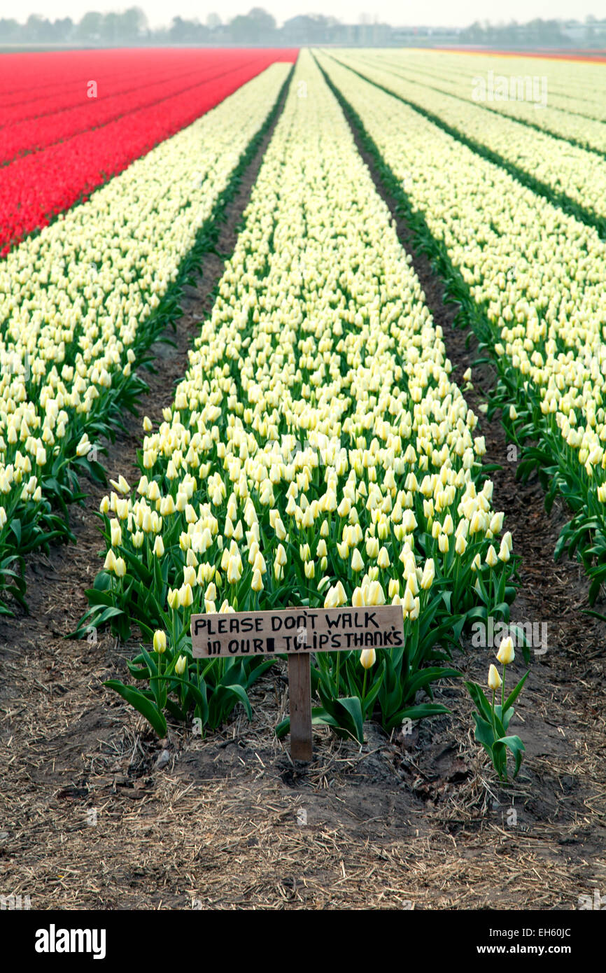 Segno ("si prega di non camminare nella nostra tulipani grazie') su commerciale campo di tulipani vicino a Lisse, Paesi Bassi Foto Stock