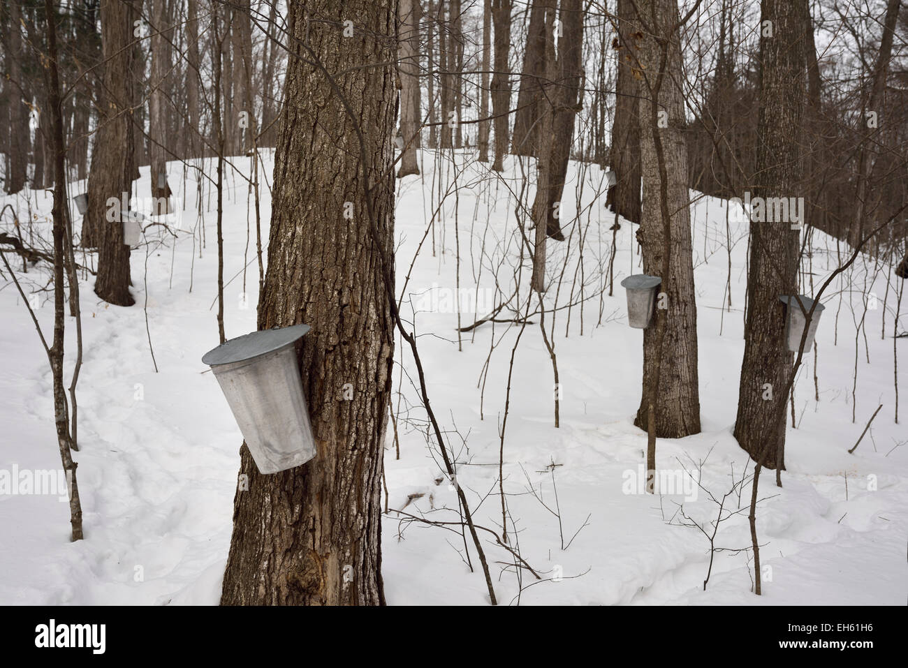 Le benne di alluminio sullo zucchero di alberi di acero sulla collina per raccogliere sap per rendere sciroppo in una coperta di neve forest Ontario Canada Foto Stock
