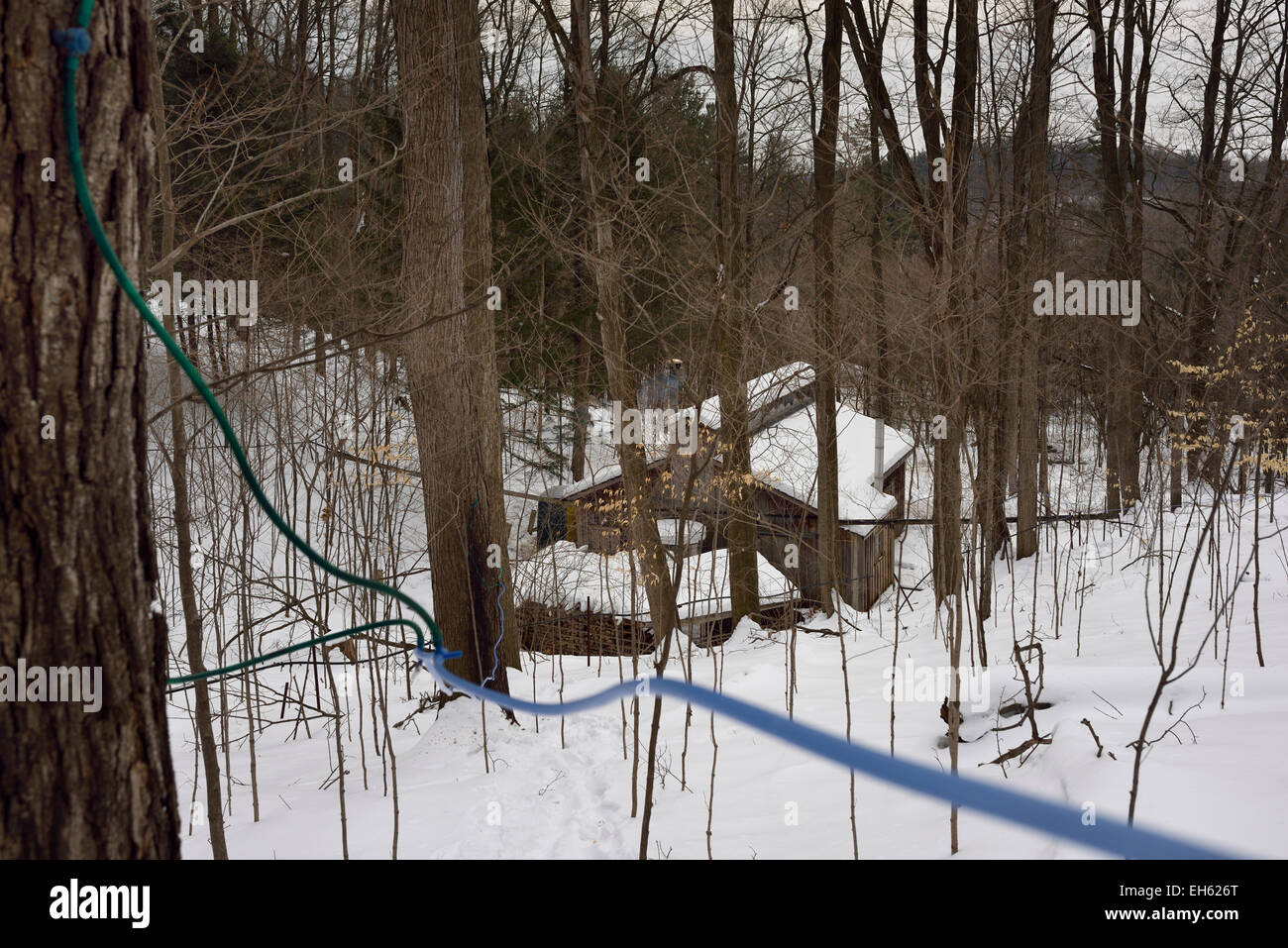 Linee di tubi di plastica filettati in zucchero alberi di acero che fluisce ad un serbatoio di raccolta in una baracca di zucchero in una foresta innevata Ontario Canada Foto Stock