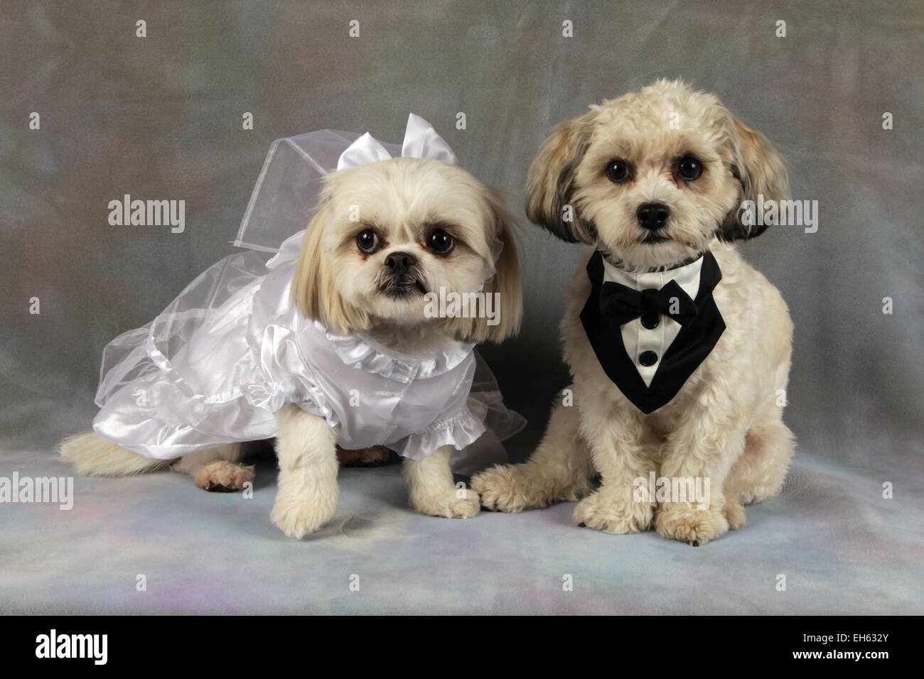Sposa e lo Sposo Shih Tzu cani di razza mista in posa per ritratto di nozze, New York, USA, dicembre 28, 2014 © Katharine Andriotis Foto Stock