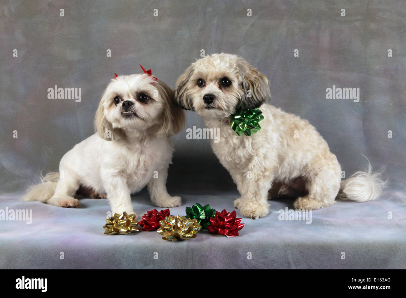 Shih Tzu cani di razza mista indossando holiday archi, New York, USA, dicembre 28, 2014 © Katharine Andriotis Foto Stock