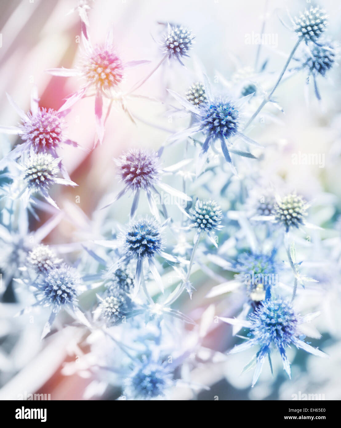 La pittura digitale di fiori blu.Soft Focus Foto Stock