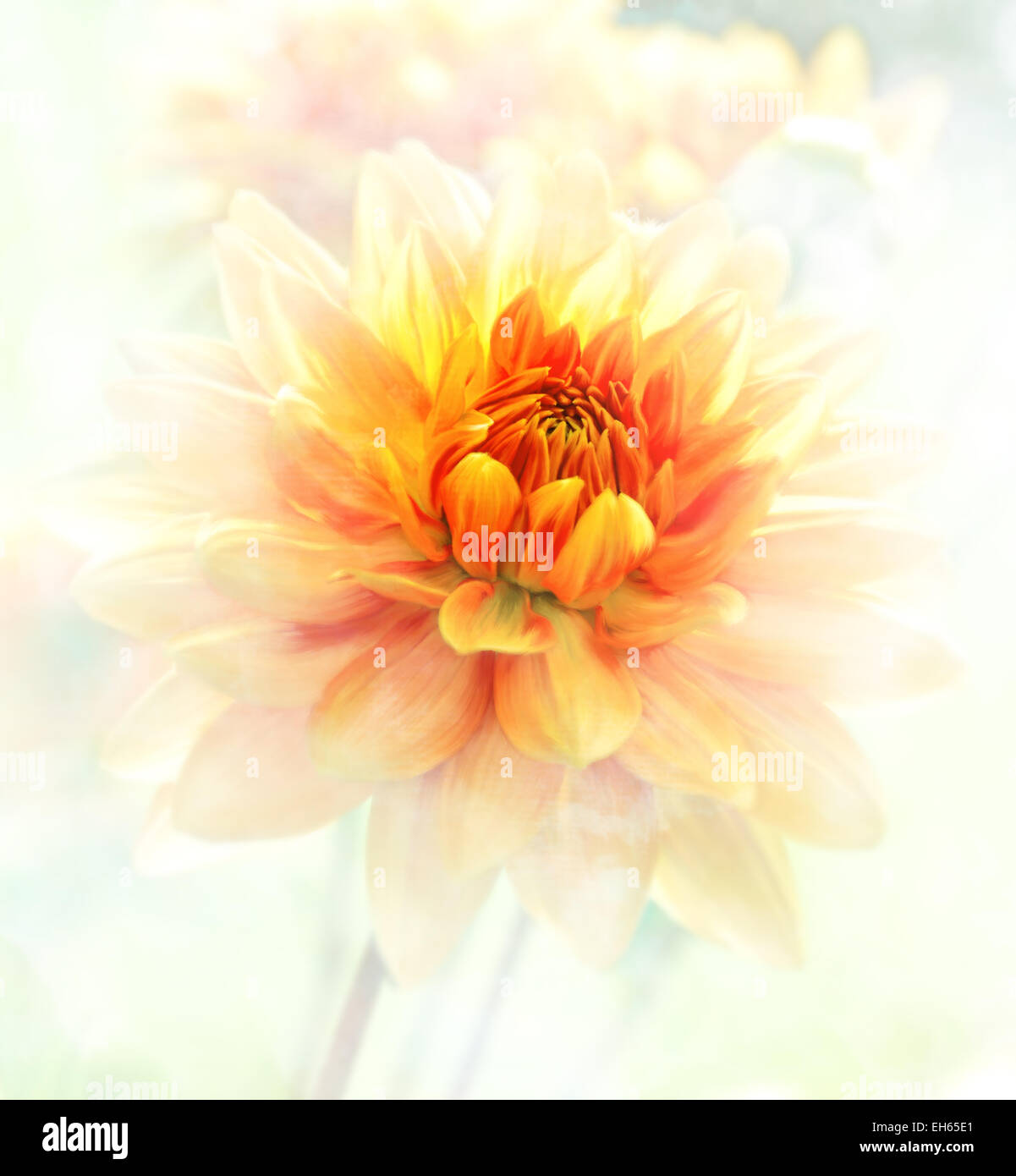 La pittura digitale di fiori Dahlia.Soft Focus Foto Stock