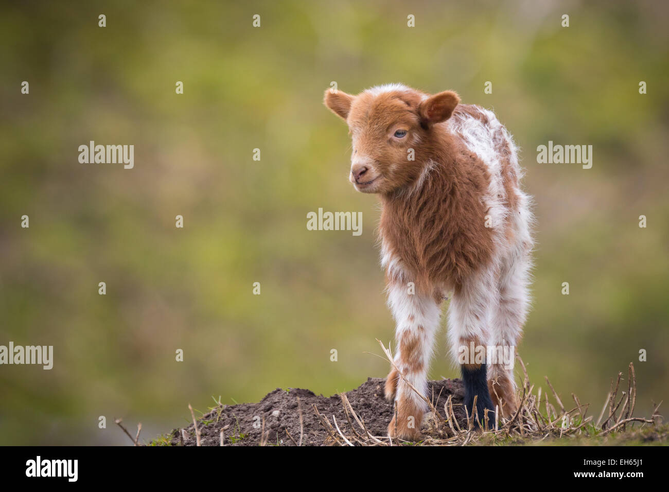 Neonato bianco marrone di agnello in primavera in piedi in un prato. Foto Stock