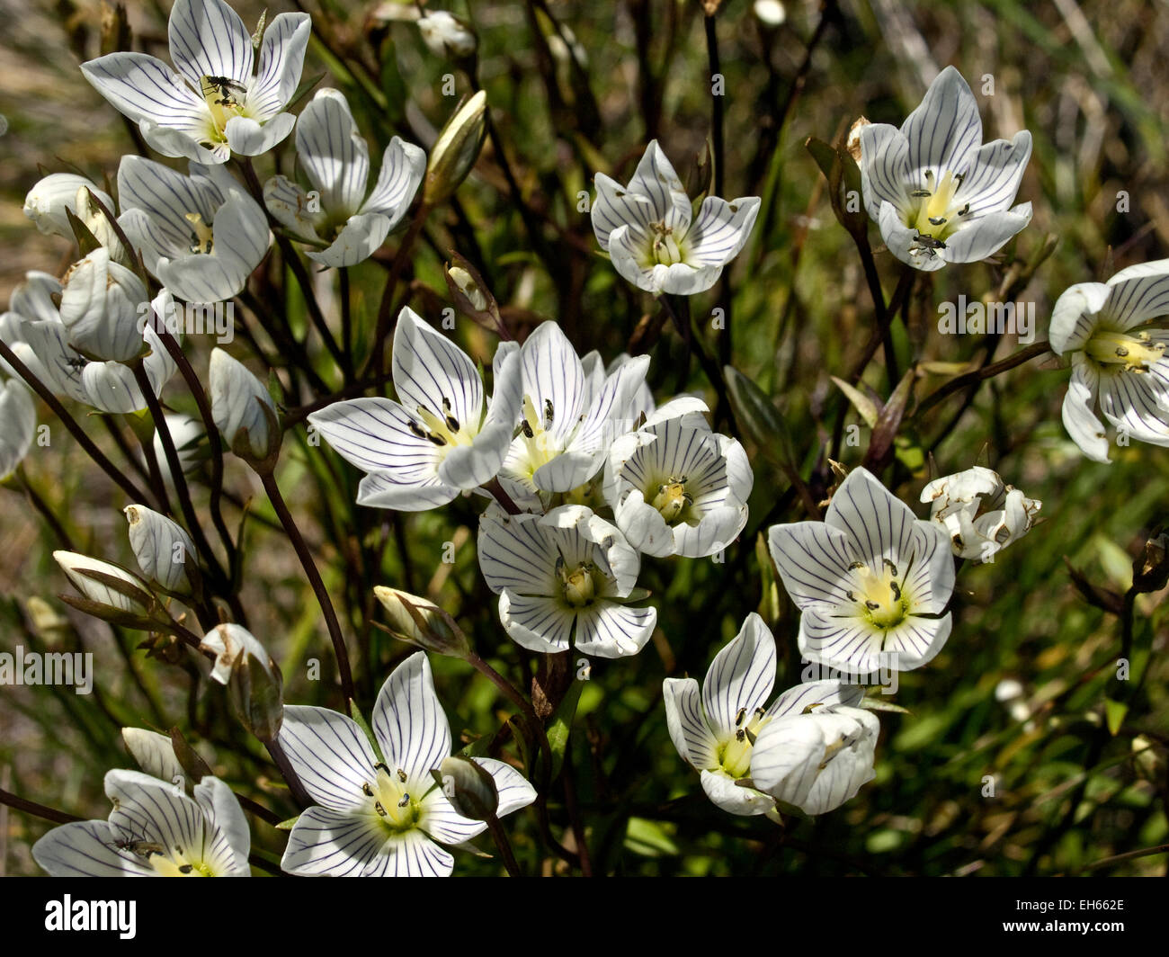 Australia: Muellers Snow genziana (Chionogentias muelleriana), montagne innevate, NSW Foto Stock