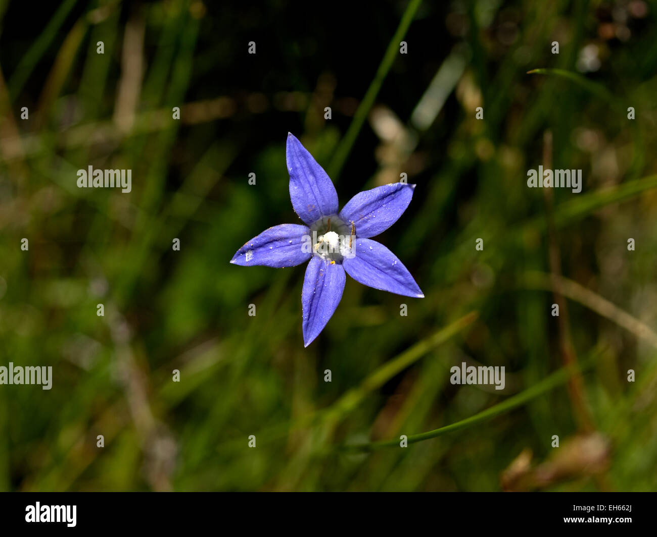 Australia: Waxy Bluebell (Wahlenbergia ceracea), montagne innevate, NSW Foto Stock