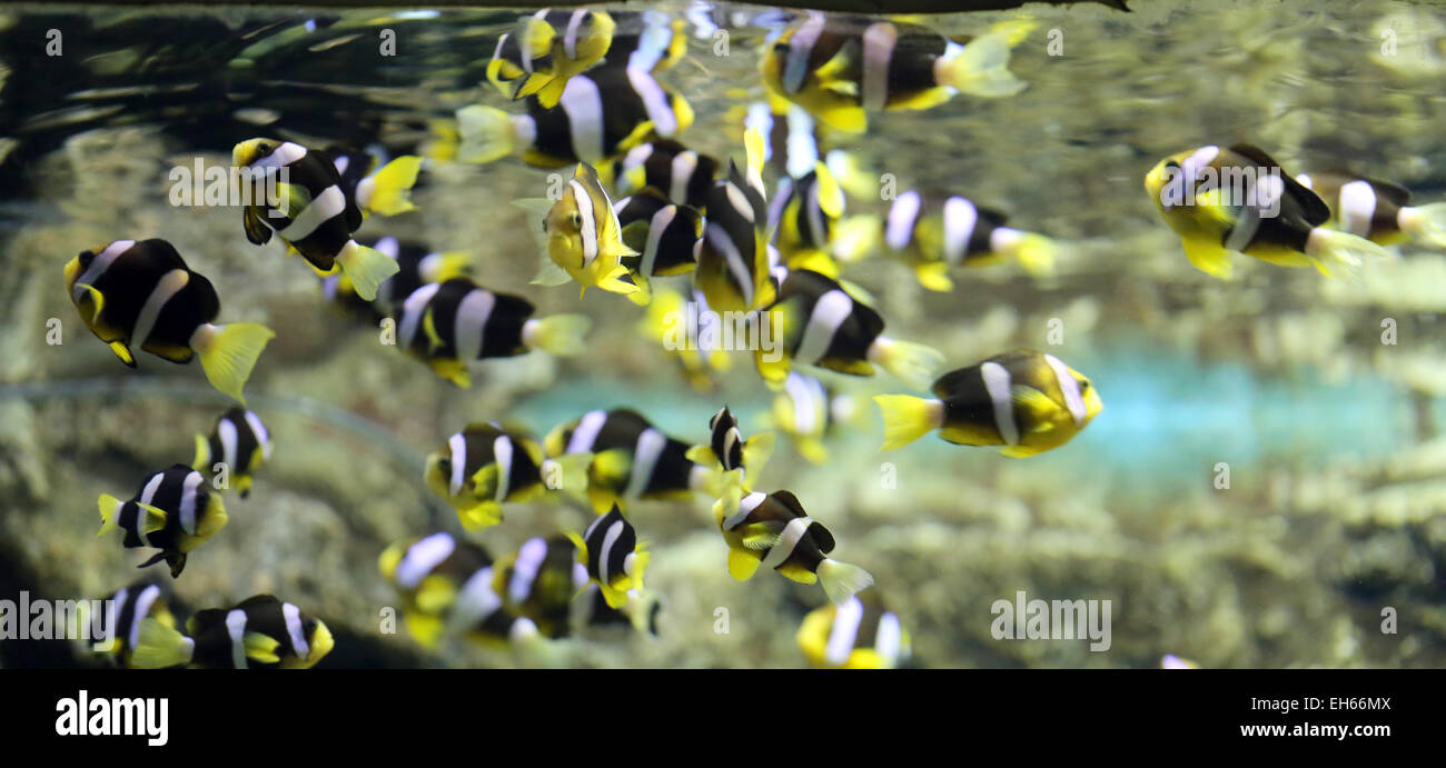 Colorati pesci pagliaccio in undersea all'acquario. Foto Stock