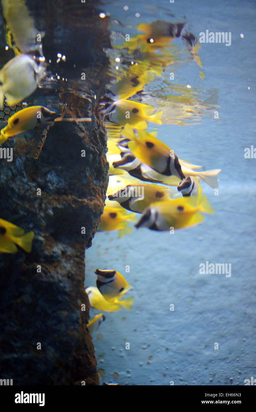 Di colore giallo brillante pesce sotto il mare in acquario. Foto Stock