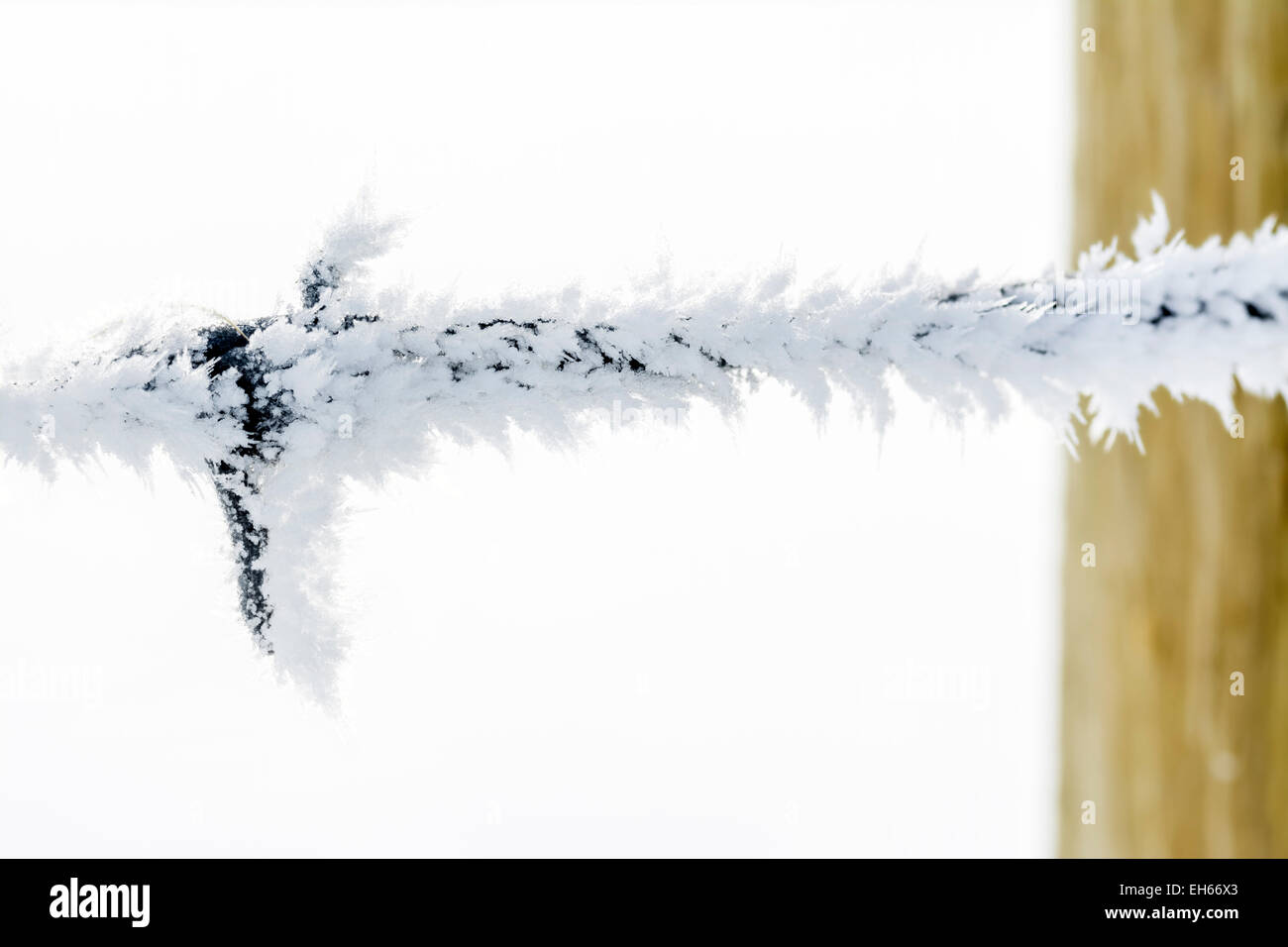 Gelo invernale sul barbwire linea di recinzione Foto Stock