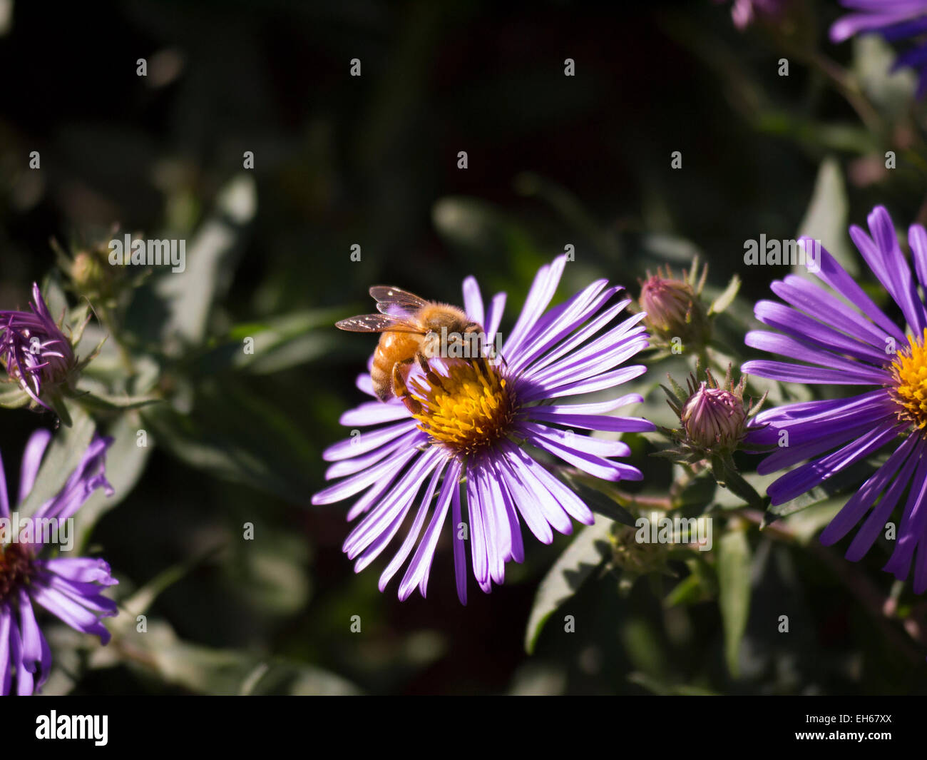Bee, Battery Park, New York Foto Stock