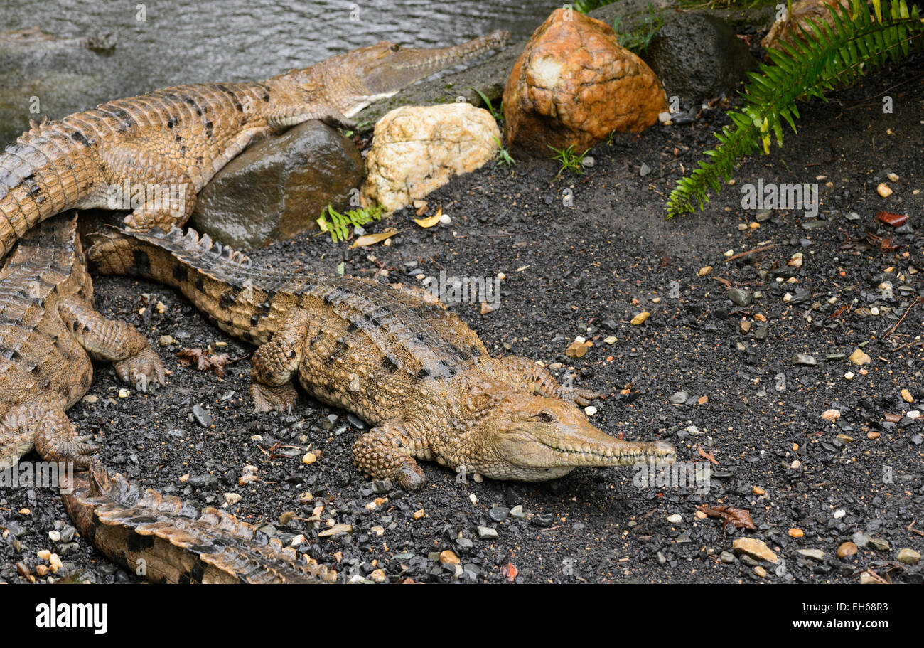 Coccodrillo di acqua dolce (Crocodylus johnstoni) Foto Stock