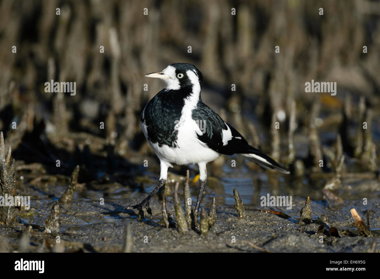 Gazza Lark (Grallina cyanoleuca), il Royal National Park, New South Wales, Australia Foto Stock