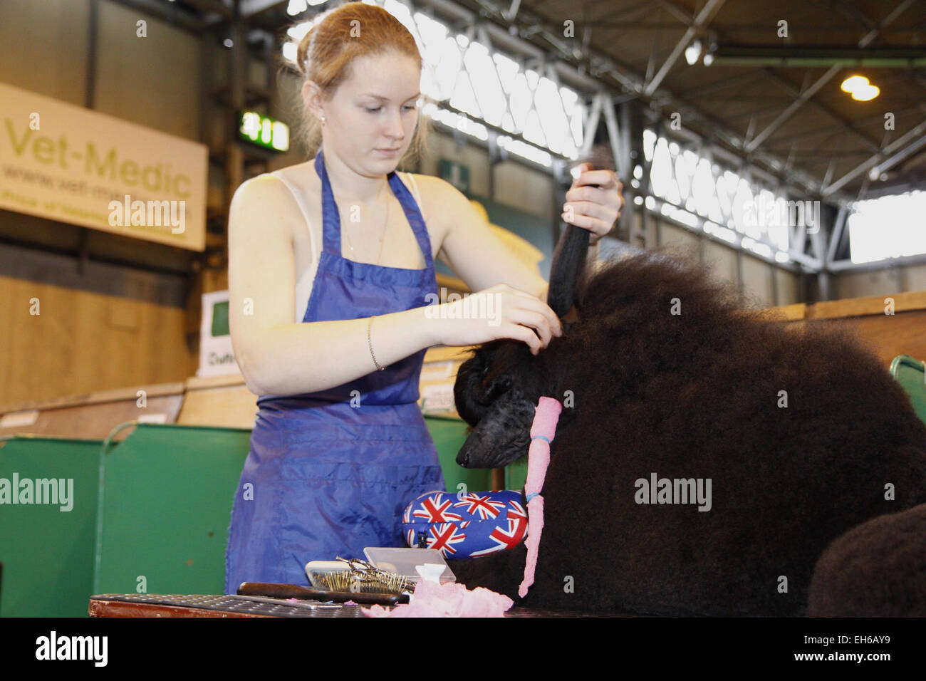 Birmingham, Regno Unito. 8 Marzo, 2015. Una ragazza prepara il suo barboncino davanti a mostra presso il giorno finale di Crufts oggi a Birmingham, Regno Unito. Credito: Jon Freeman/Alamy Live News Foto Stock