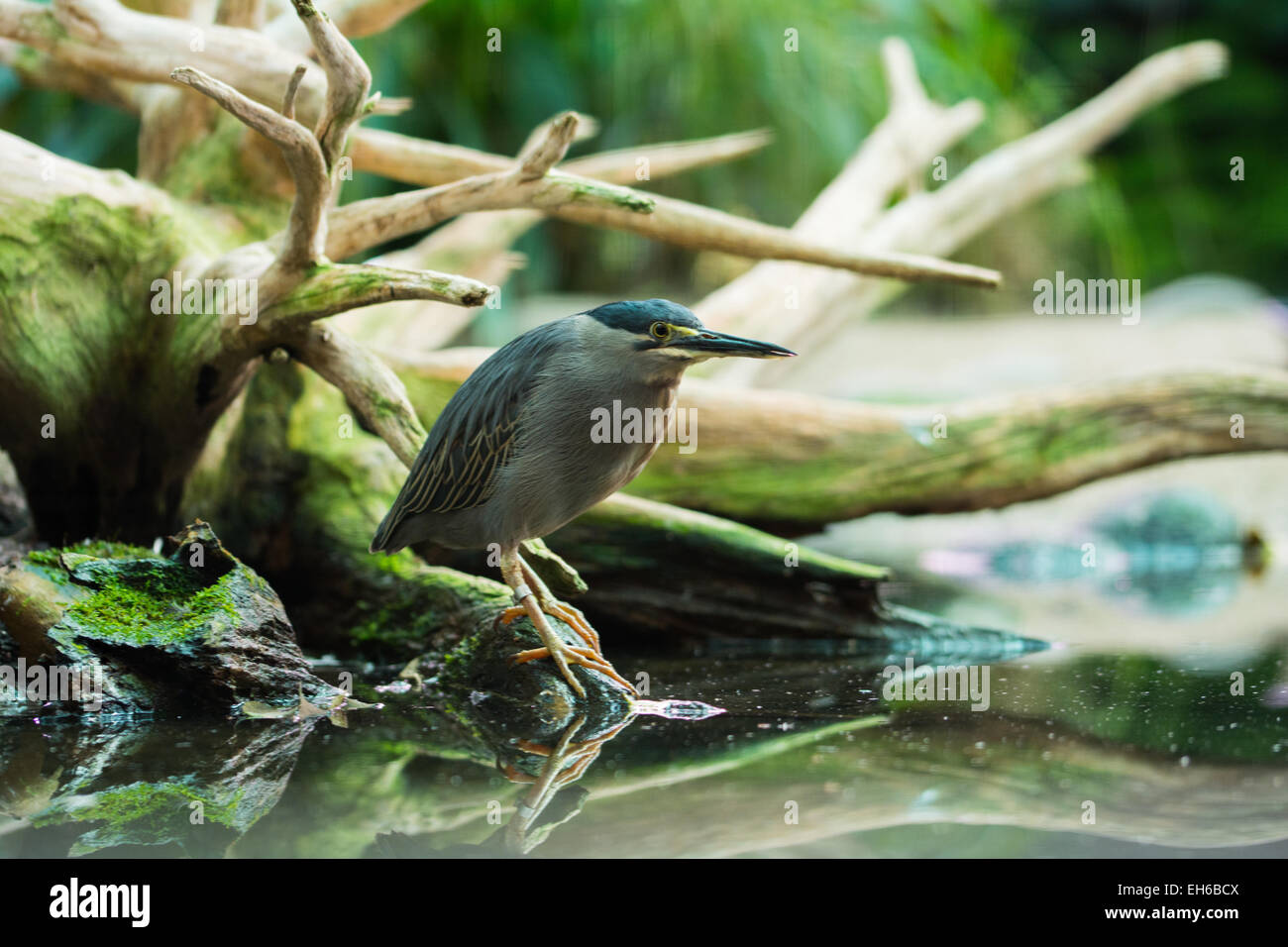 Acqua bird seduta sulle sponde di un lago di fronte a una radice Foto Stock