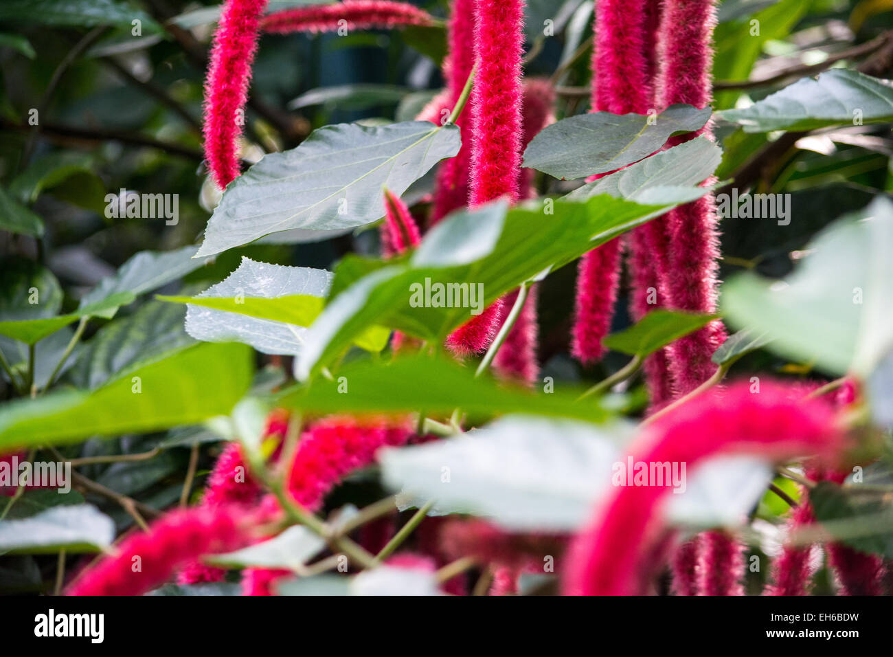 Immagine astratta di un impianto di rosa con foglie in primo piano Foto Stock