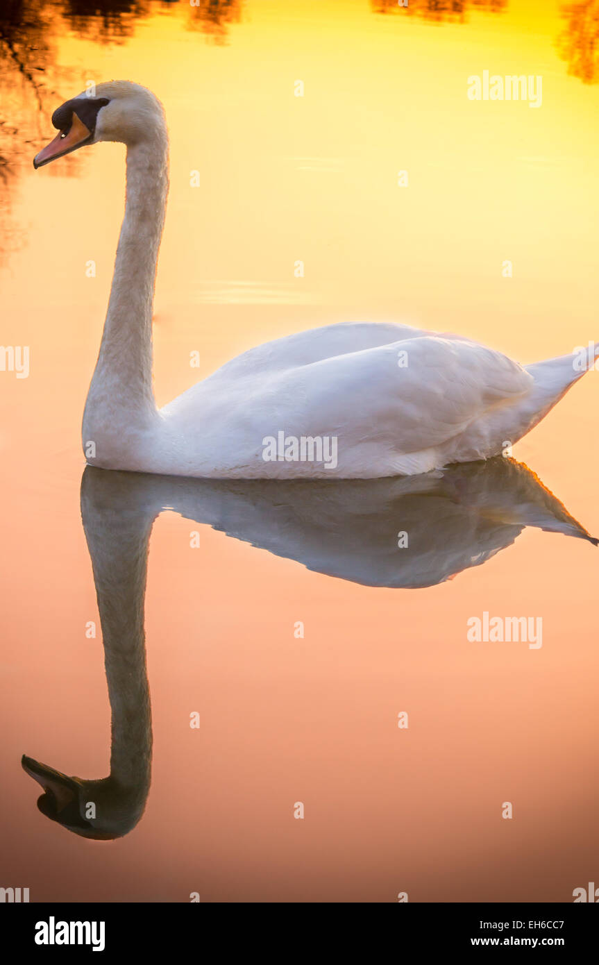 Swan e la riflessione su uno stagno al tramonto Foto Stock