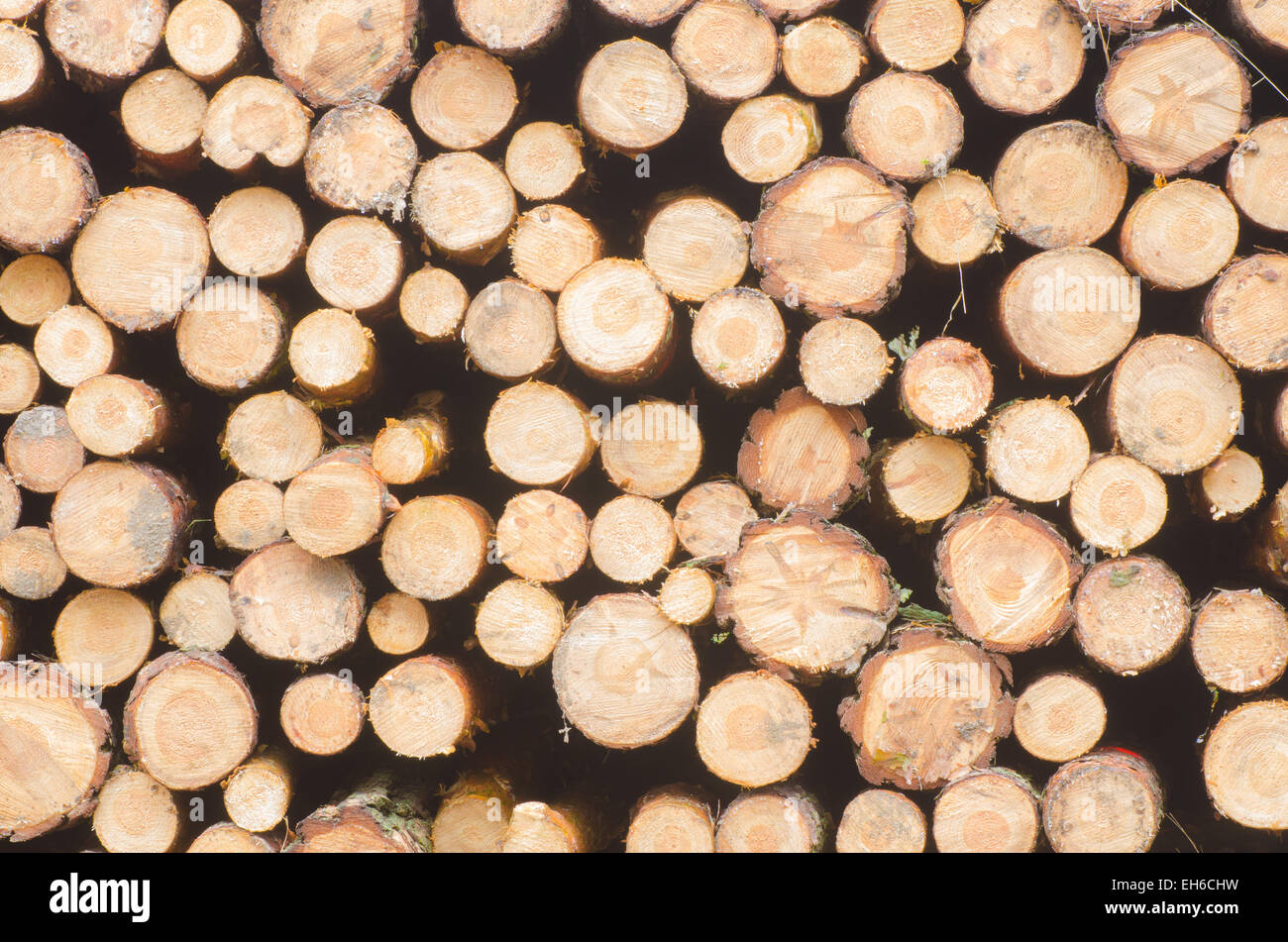 Pila di legno tagliato in foresta Foto Stock