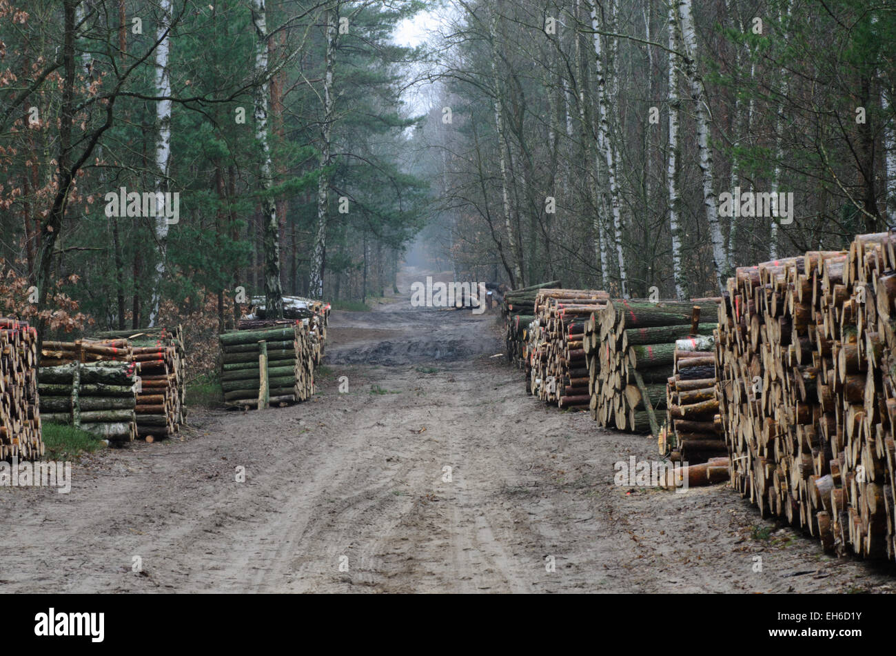 Country Road nella foresta con pile di taglio del legno Foto Stock