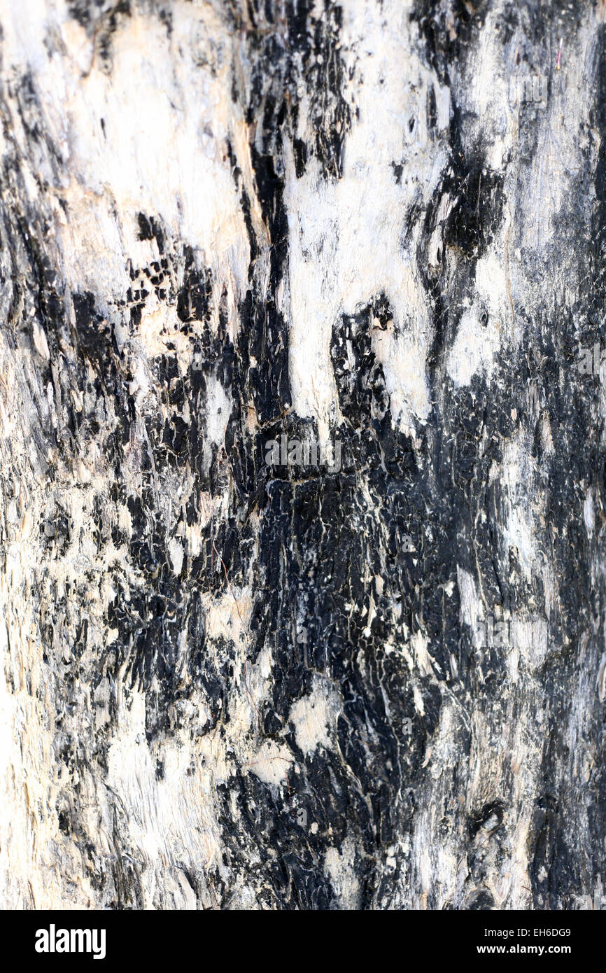 Vecchia corteccia di legno del modellato per la natura dello sfondo. Foto Stock