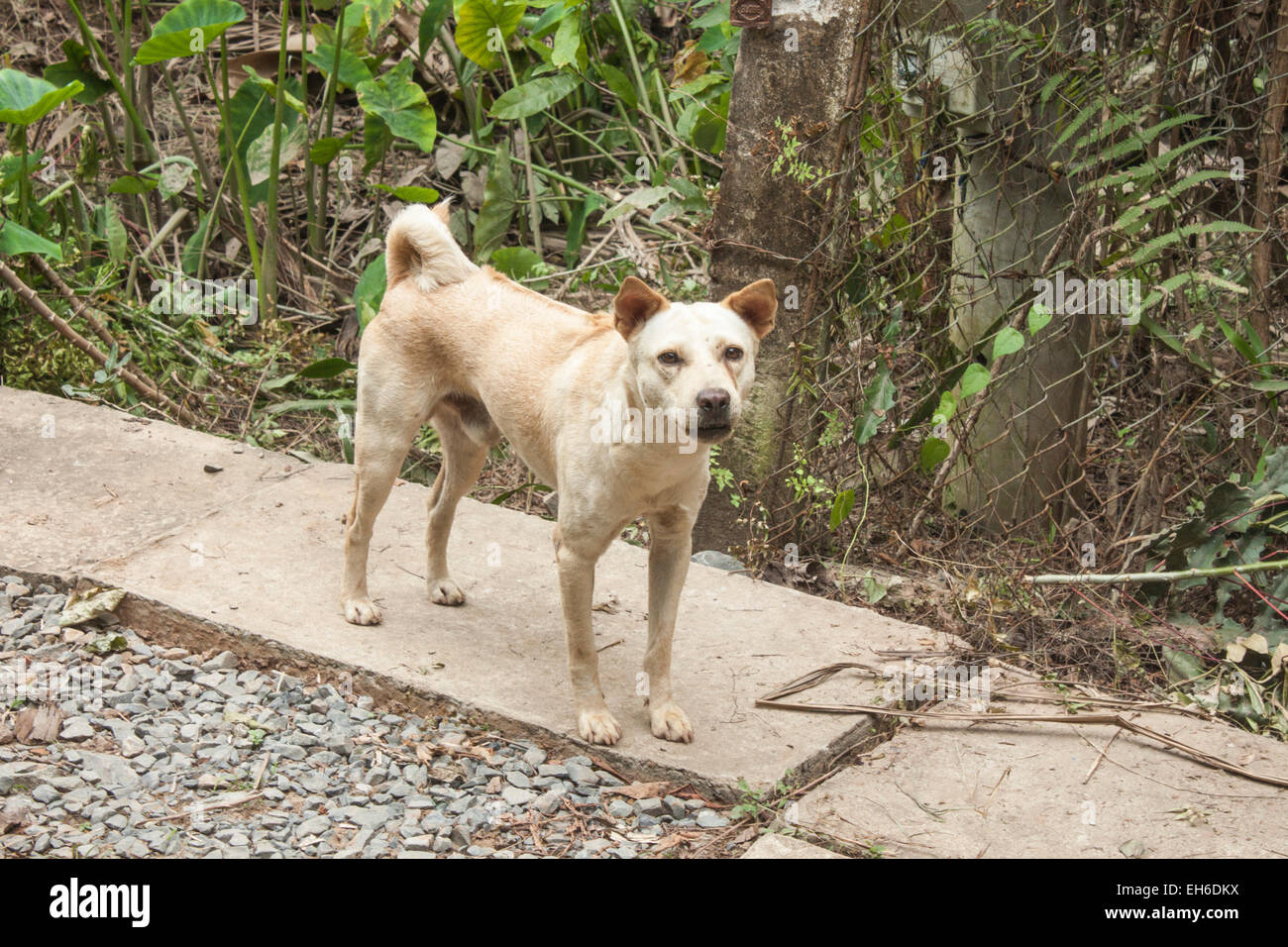 Un selvaggio, arrabbiato cane, su una strada nella giungla Foto Stock