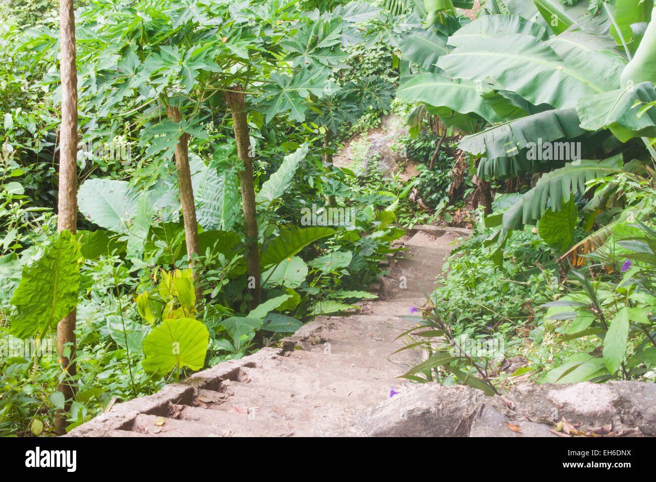 Un percorso nella giungla verde, vietnamiti forrest Foto Stock