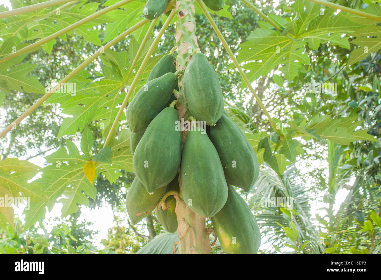 Green Papaya frutto, appeso a un albero di papaia Foto Stock