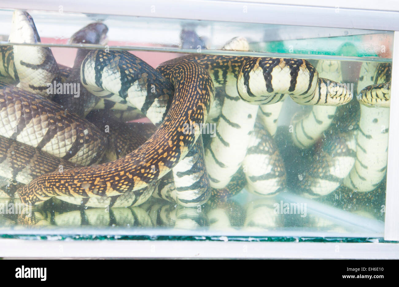 Un sacco di nero e di bianco serpente del mare, in un acquario Foto Stock