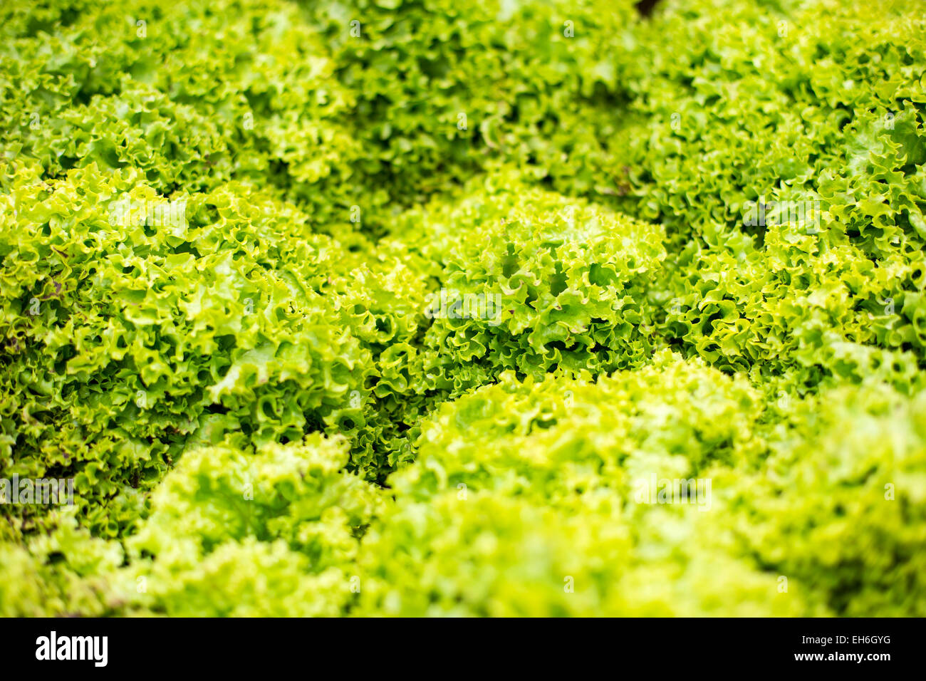 Vista ravvicinata all'insalata verde Foto Stock