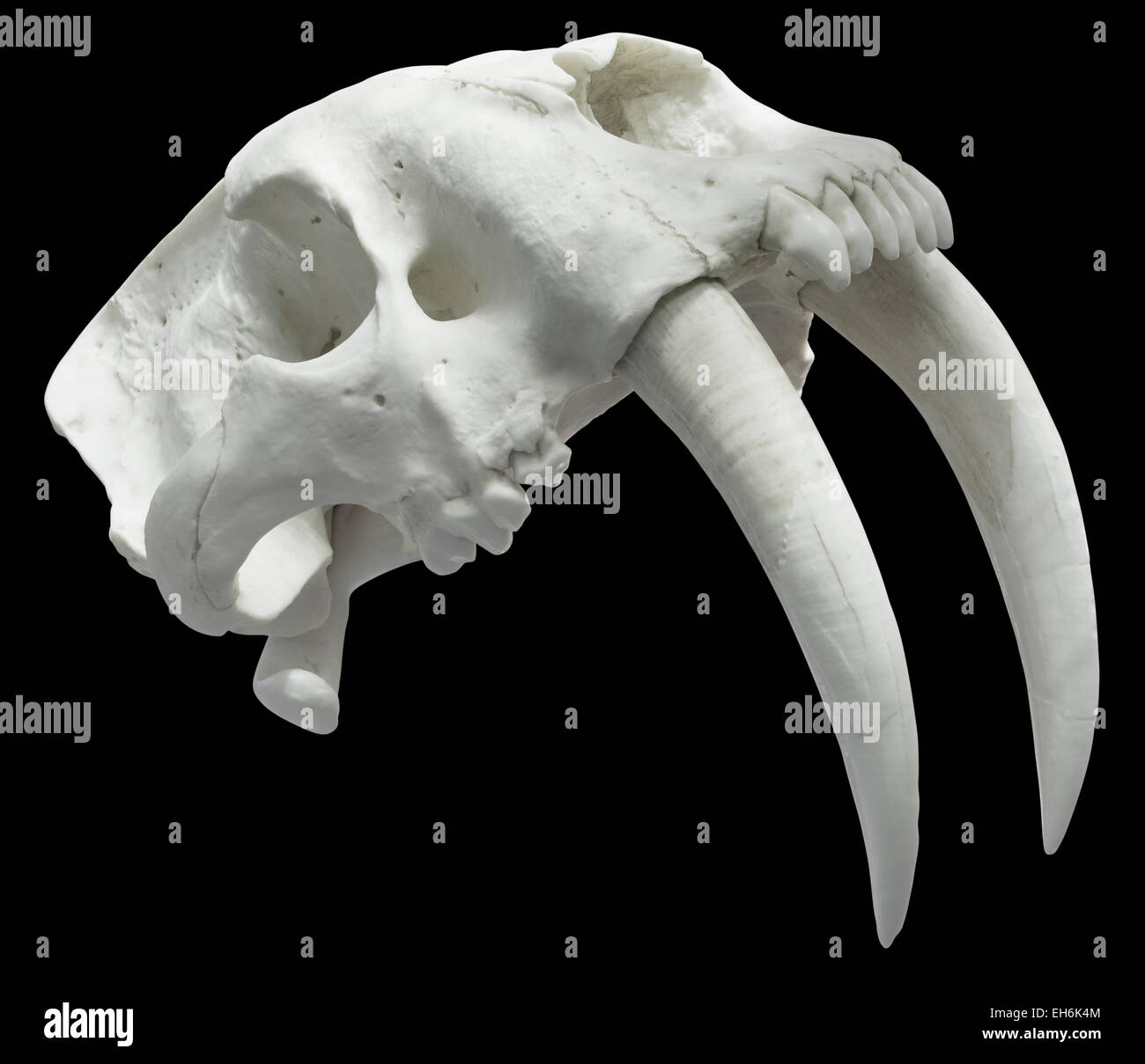 Cranio Smilodon isolato con tracciato di ritaglio Foto Stock