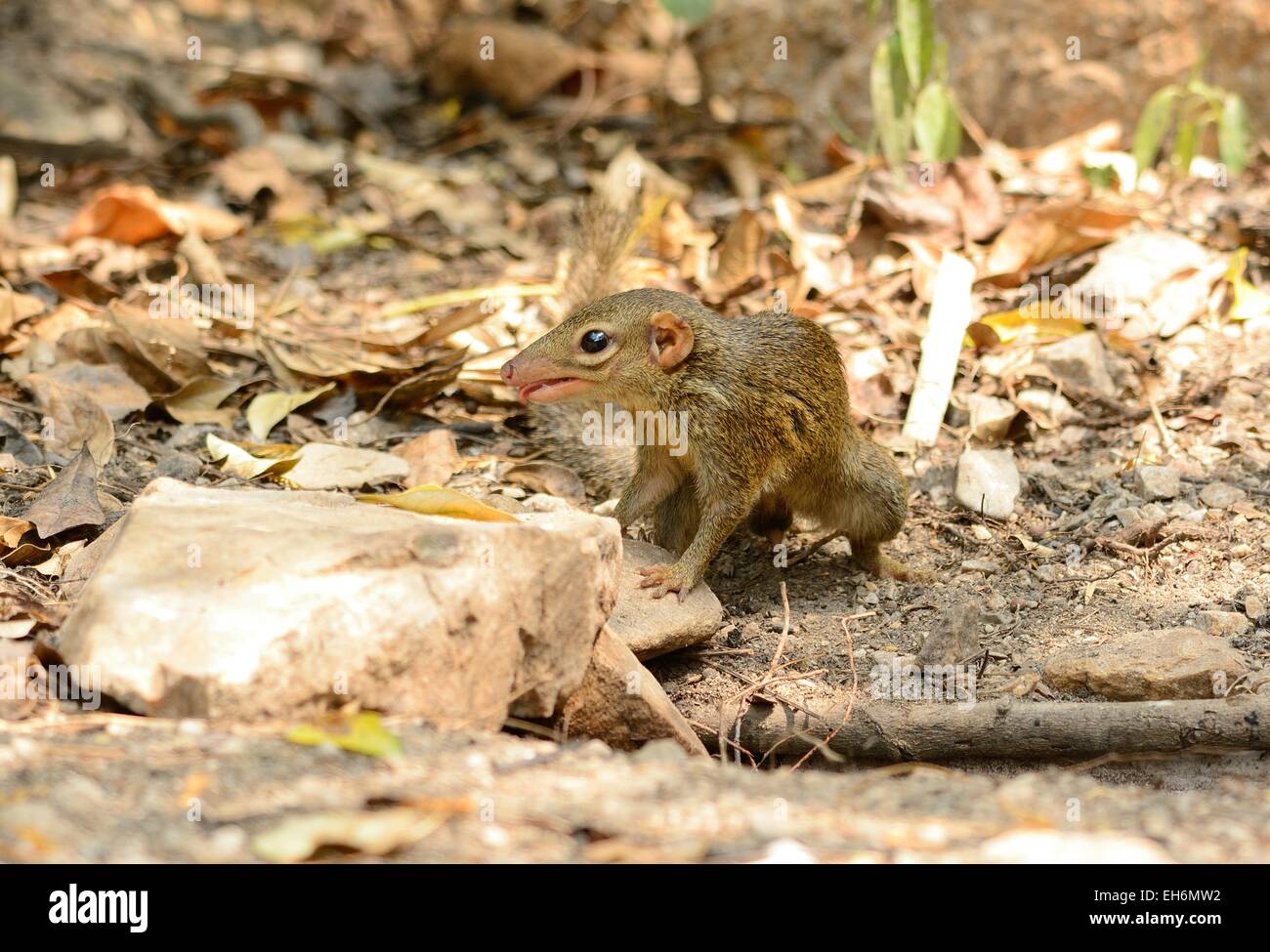 Bella treeshrew settentrionale (Tupaia belungeri) inThai forest Foto Stock