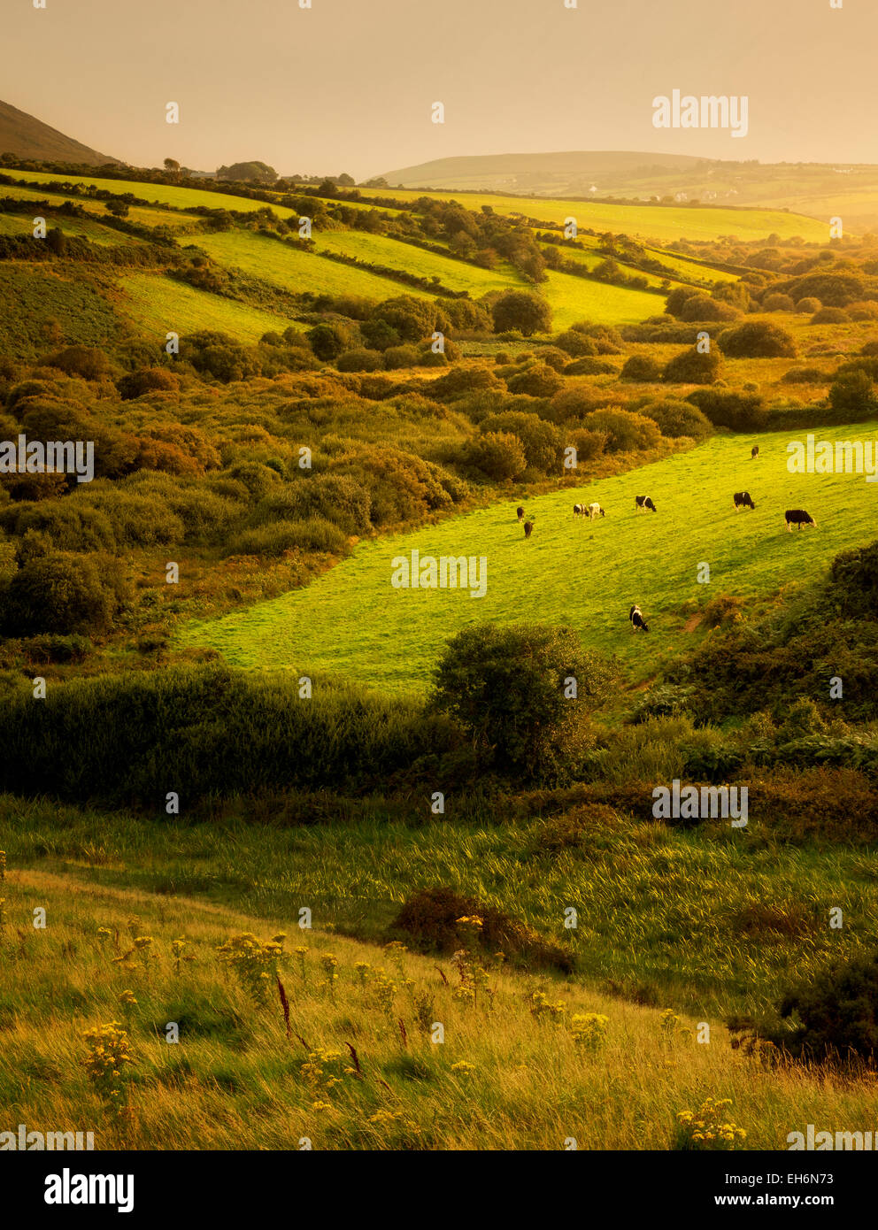 Scena pastorale con le mucche e i pascoli. Penisola di Dingle. L'Irlanda Foto Stock