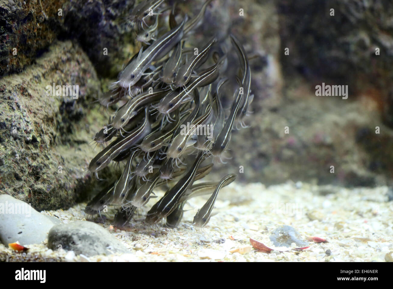 Eeltail catfish o Coral catfish in acquario. Foto Stock