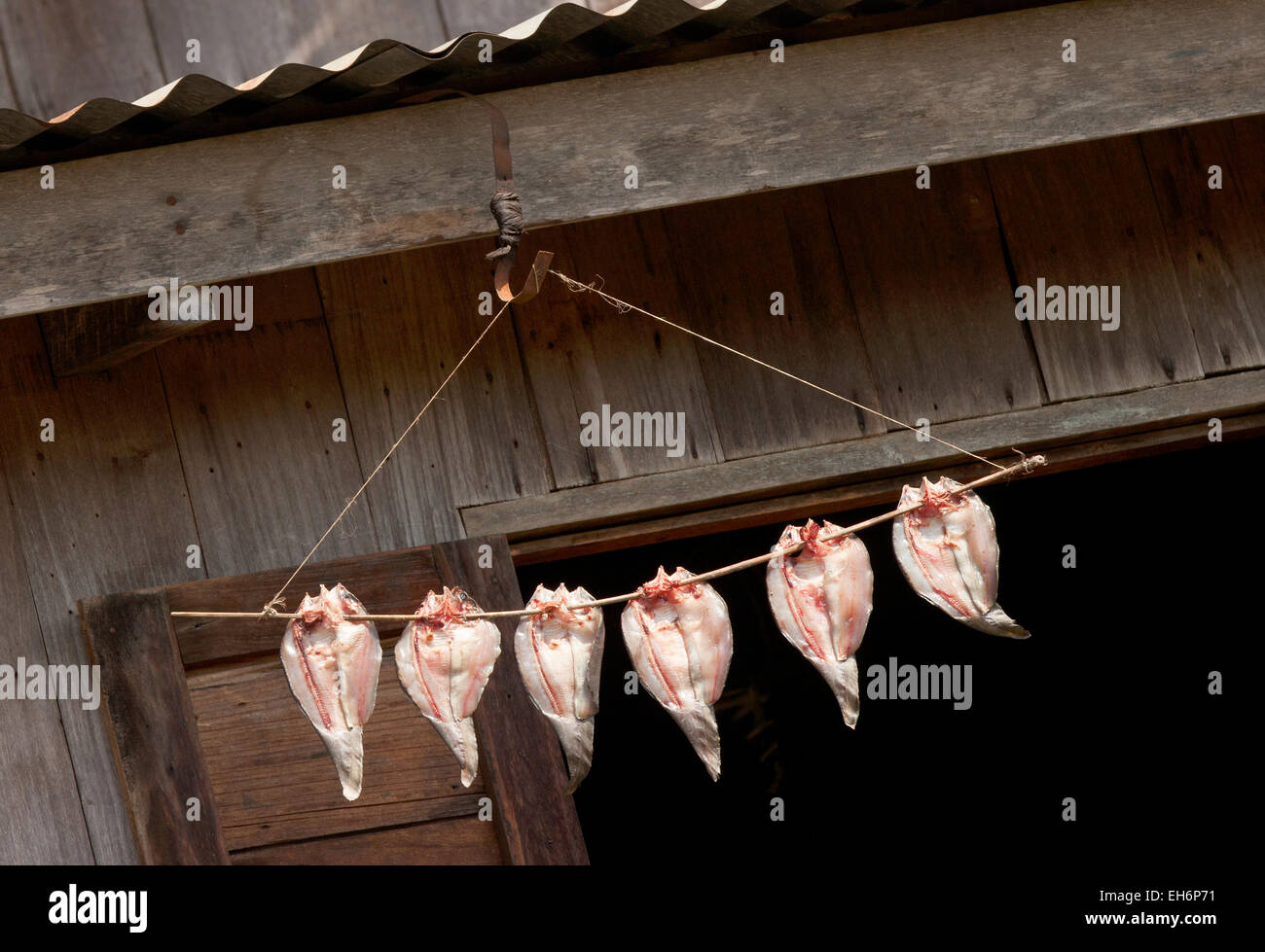 Pesce pescato filletted e appesa ad asciugare, Ywama village, Lago Inle, Myanmar ( Birmania ), Asia Foto Stock