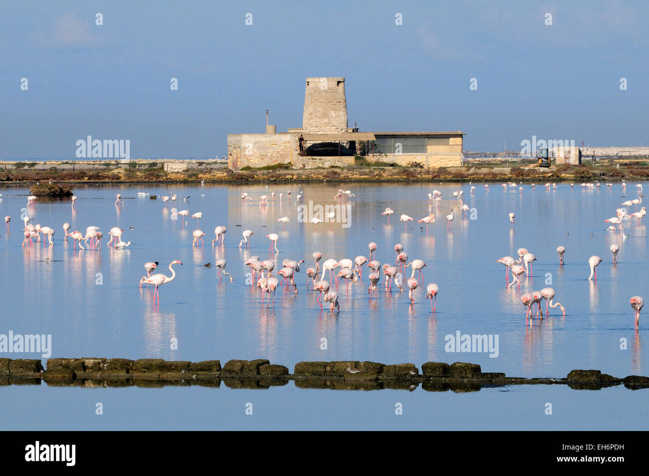 Flamingo (Phoenicopterus ruber) presso le vecchie saline della Laguna dello Stagnone vicino Trapani, Sicilia, Italia Foto Stock