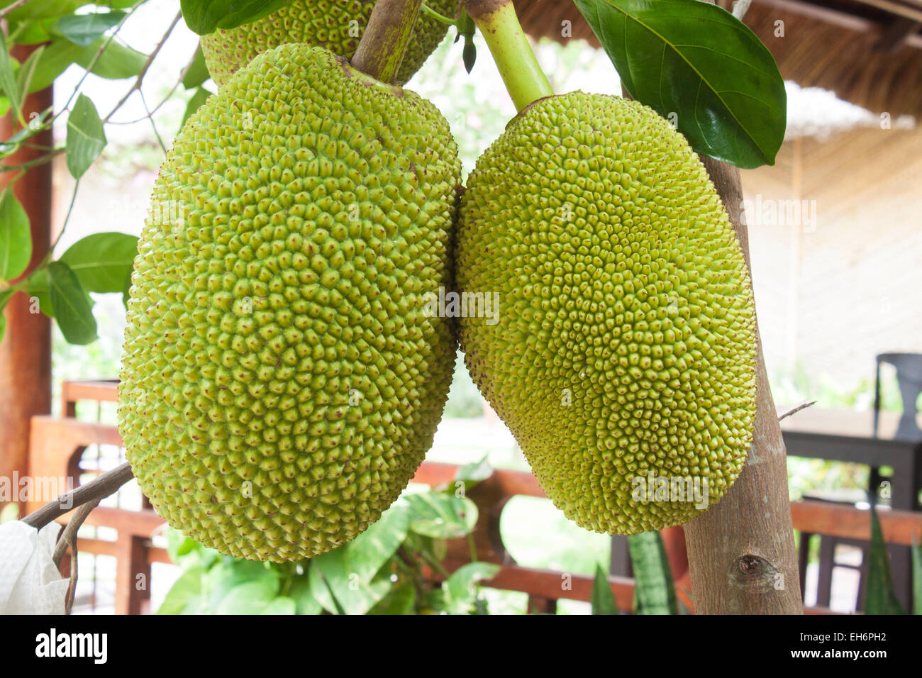 Due verde frutta Durian appeso a un albero di durian, in Vietnam Foto Stock