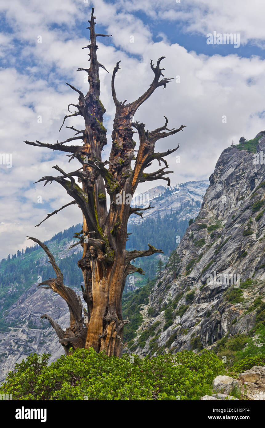 Torsione ginepro morto nella struttura ad albero di Sequoia e Kings Canyon National Parks, California. Foto Stock