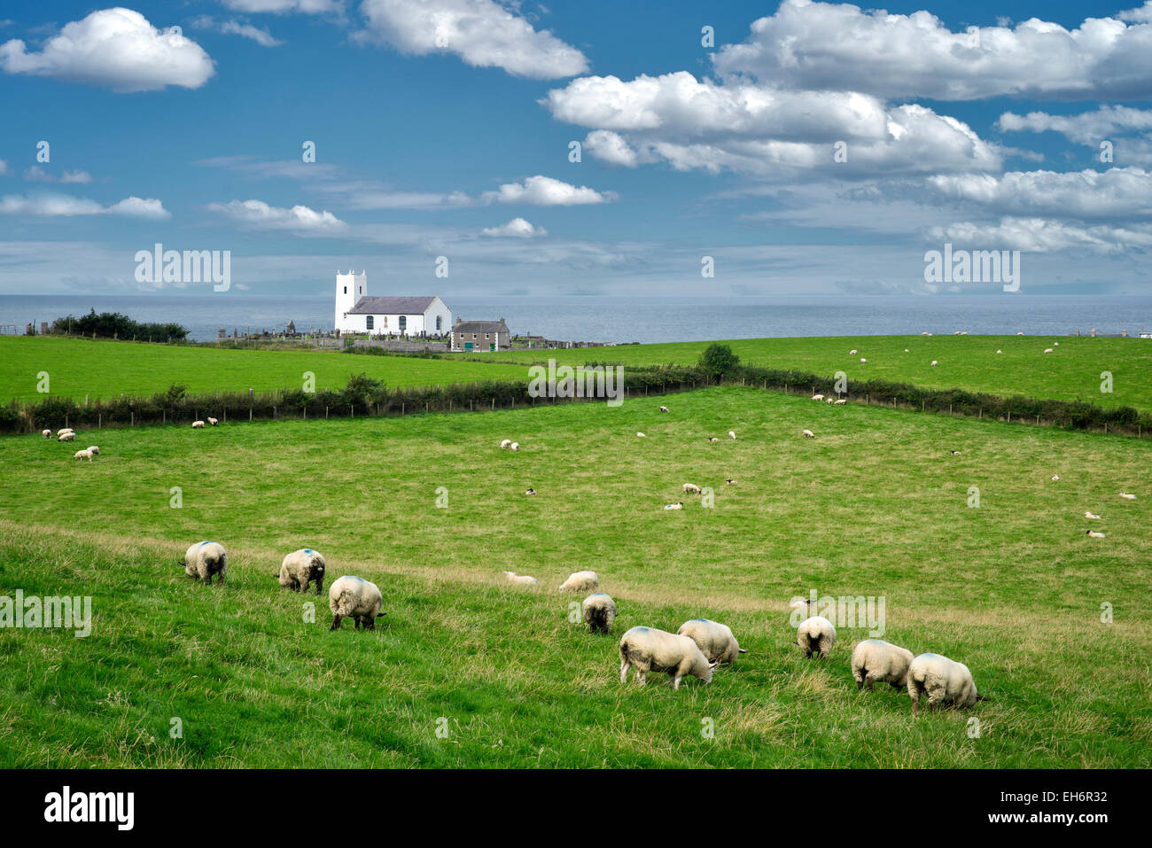 Pecore in pascolo con Ballintoy Chiesa Parrocchiale e il mare in lontananza. L'Irlanda. Foto Stock